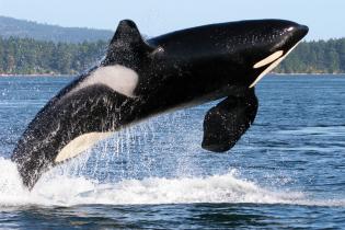 Killer whale