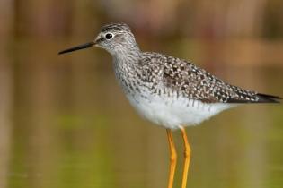 Lesser yellowlegs