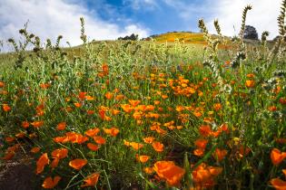 Los Padres National Forest