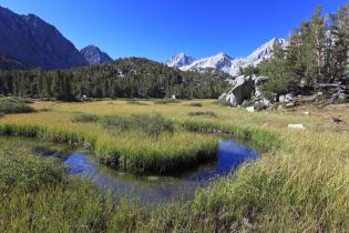  healthy wet meadow, one of 10,000 in California's Sierra Nevada