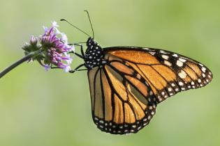 Monarch butterfly and milkweed