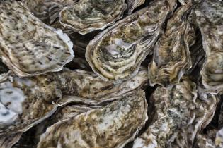 Oysters