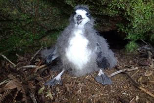 A Hawaiian petrel chicks translocated to an area protected by NFWF-funded fencing