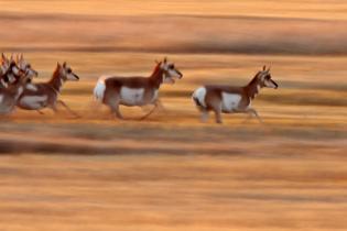 Pronghorn running