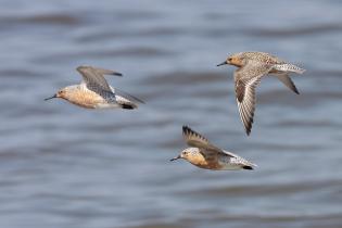 Red knots in flight