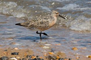 Red knot, Delaware Bay