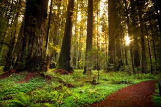 Redwood forest