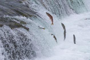 Sockeye salmon, Alaska