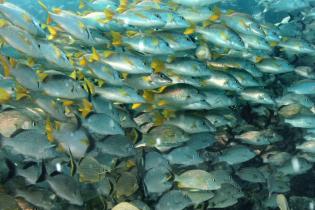 School of fish swimming