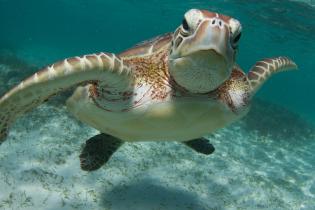 Green sea turtle swimming underwater