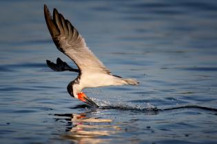 Black skimmer