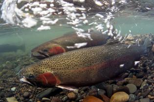 steelhead trout