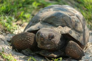 Gopher tortoise