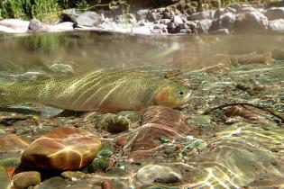 Cutthroat trout