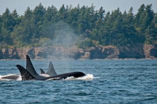 Southern Resident killer whales