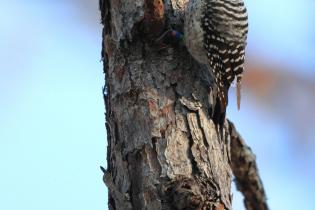 Red-cockaded woodpecker