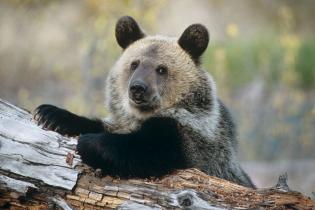 Young grizzly bear in Montana