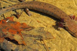 Black Warrior waterdog