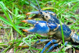 Conasauga Blue Burrower crayfish