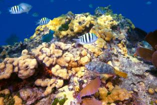 A coral reef in Florida