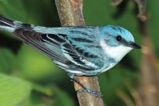 Cerulean warbler