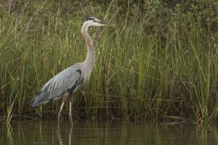 Great blue heron