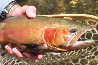 Lahontan cutthroat trout