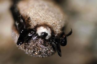 Little brown bat with white-nose syndrome