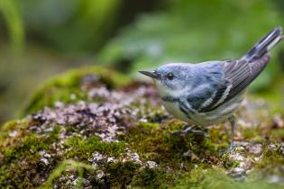 Cerulean warbler