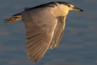 a black crowned night heron flying over water