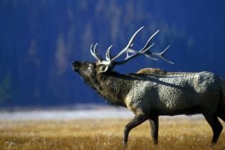 Bull elk bulging