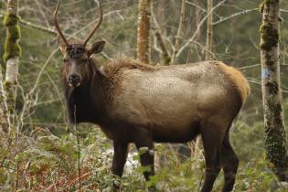 A Bull elk in the forest in Oregon