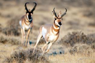 Pronghorn in Wyoming