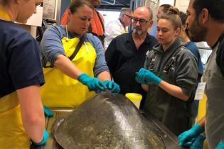 Staff learning to evaluate sea turtle body condition at NOAA Southwest Fisheries Science Center