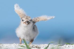 Black skimmer chick