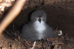 Hawaiian petrel chick