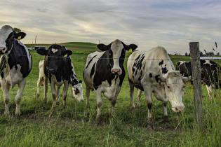 Holstein dairy cows lined up at a fence