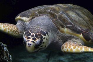 Loggerhead sea turtle underwater