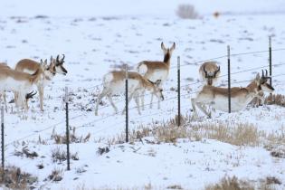 Pronghorn passing under a fence