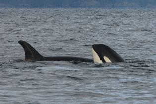 Southern resident killer whales