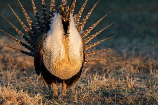 Greater sage grouse in the Northern Great Plains