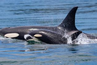 A female Southern Resident killer whale swimming with her calf