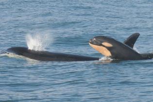 Southern resident killer whale and calf swimming