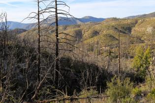 Post-fire landscape in Angeles National Forest