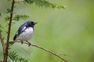 A black-throated blue warbler perched on a tree branch
