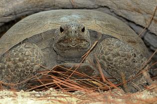 Gopher tortoise