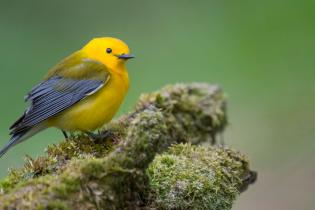 Prothonotary warbler