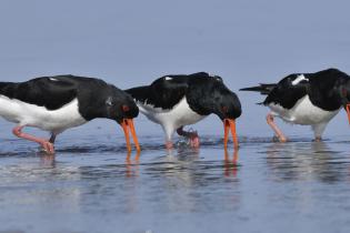 American oystercatcher