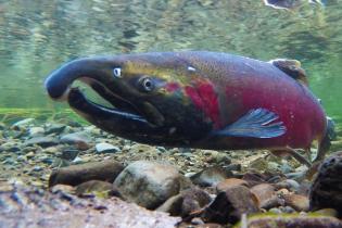 Coho salmon