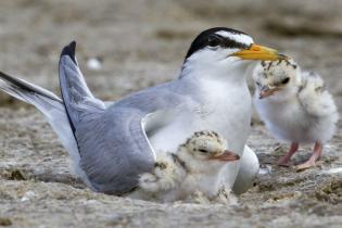 Least tern and chicks